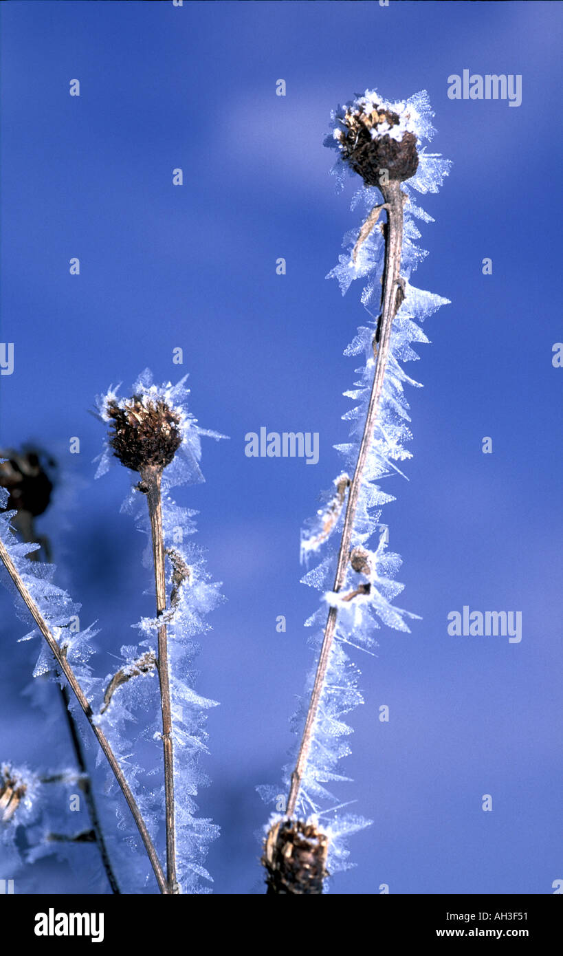 Snow crystals On plant Stock Photo