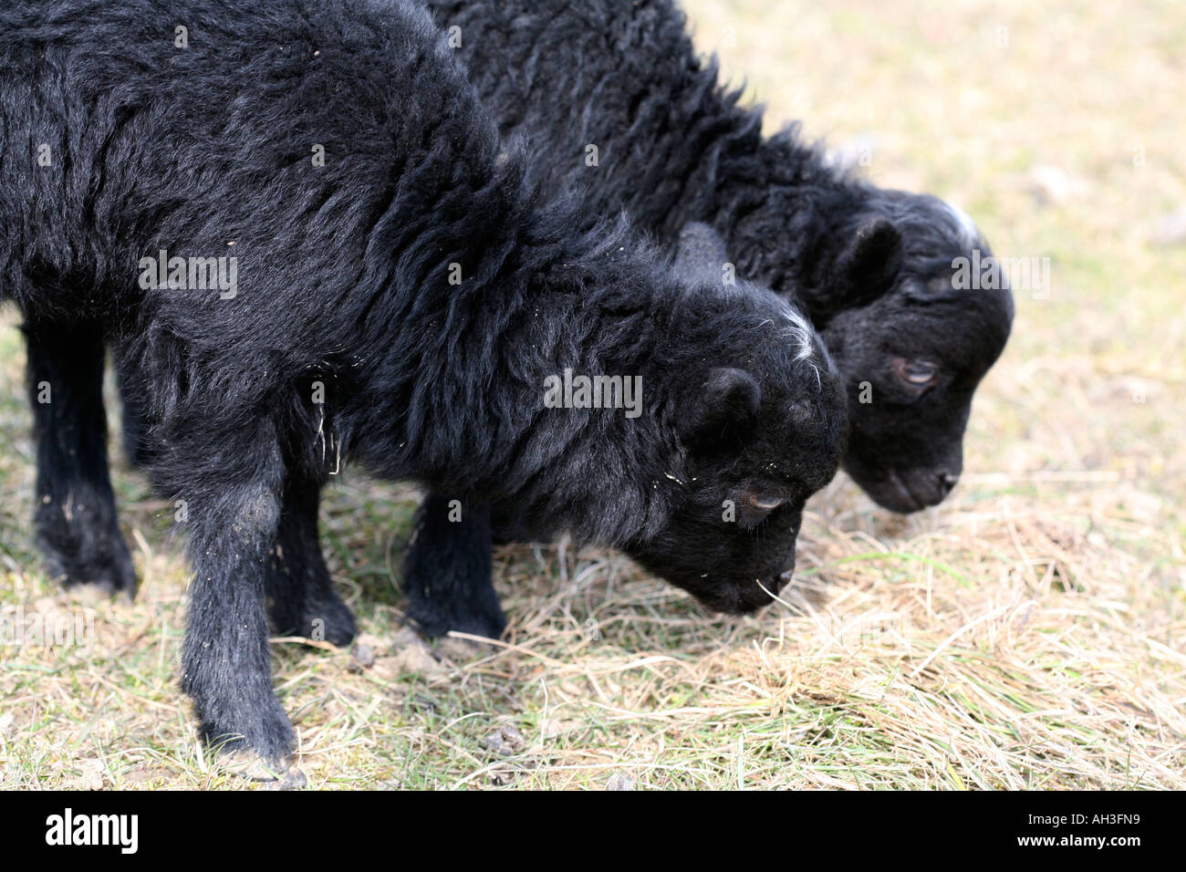 Two newly born cute young black lambs in spring fields at outside farm Stock Photo