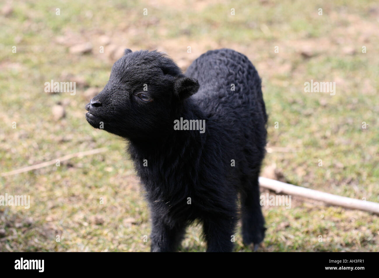Newly born cute vulnerable young black lamb in spring fields at outside farm Stock Photo