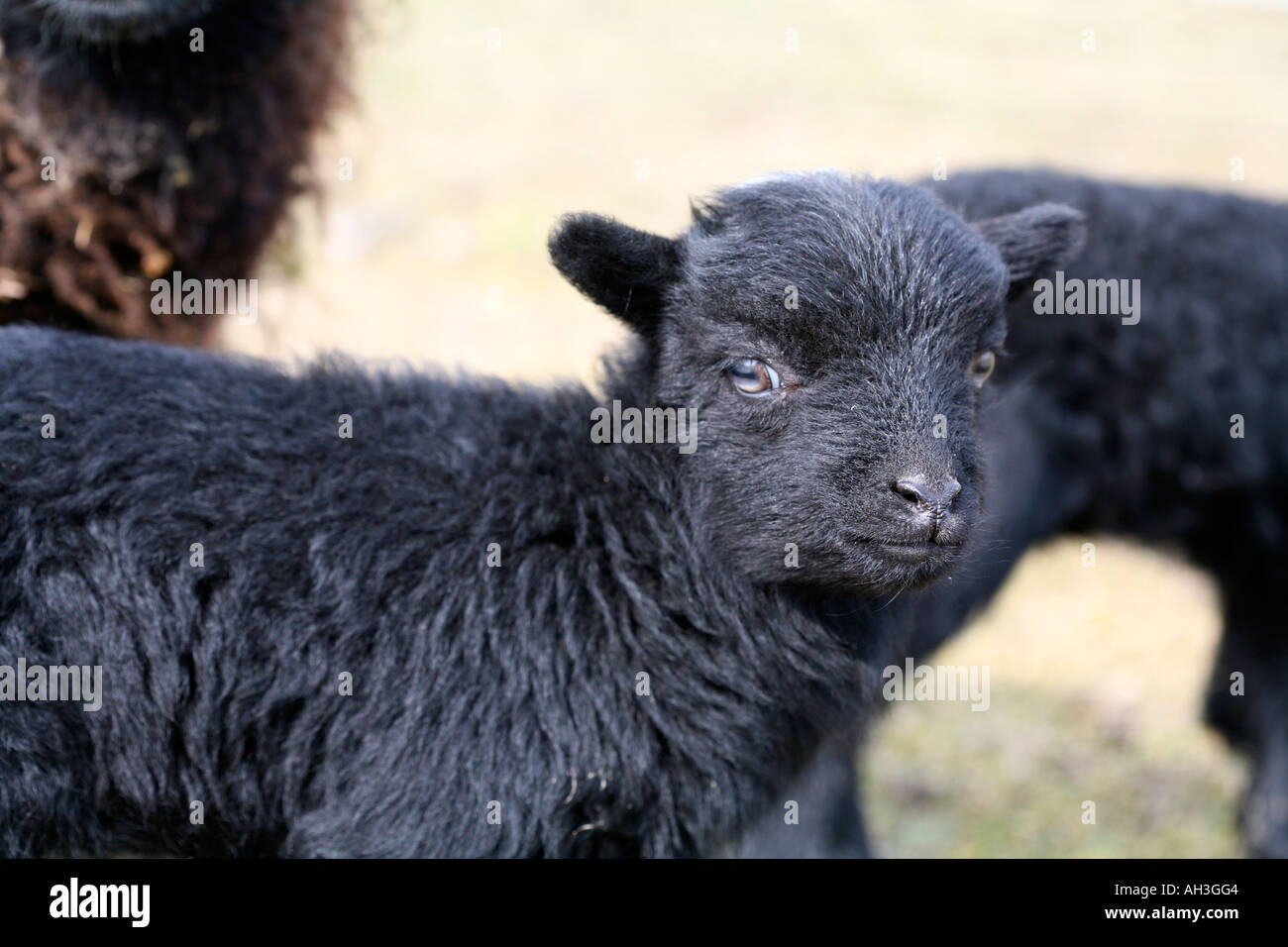 Portrait of very cute young black lamb in spring fields at outside farm ...