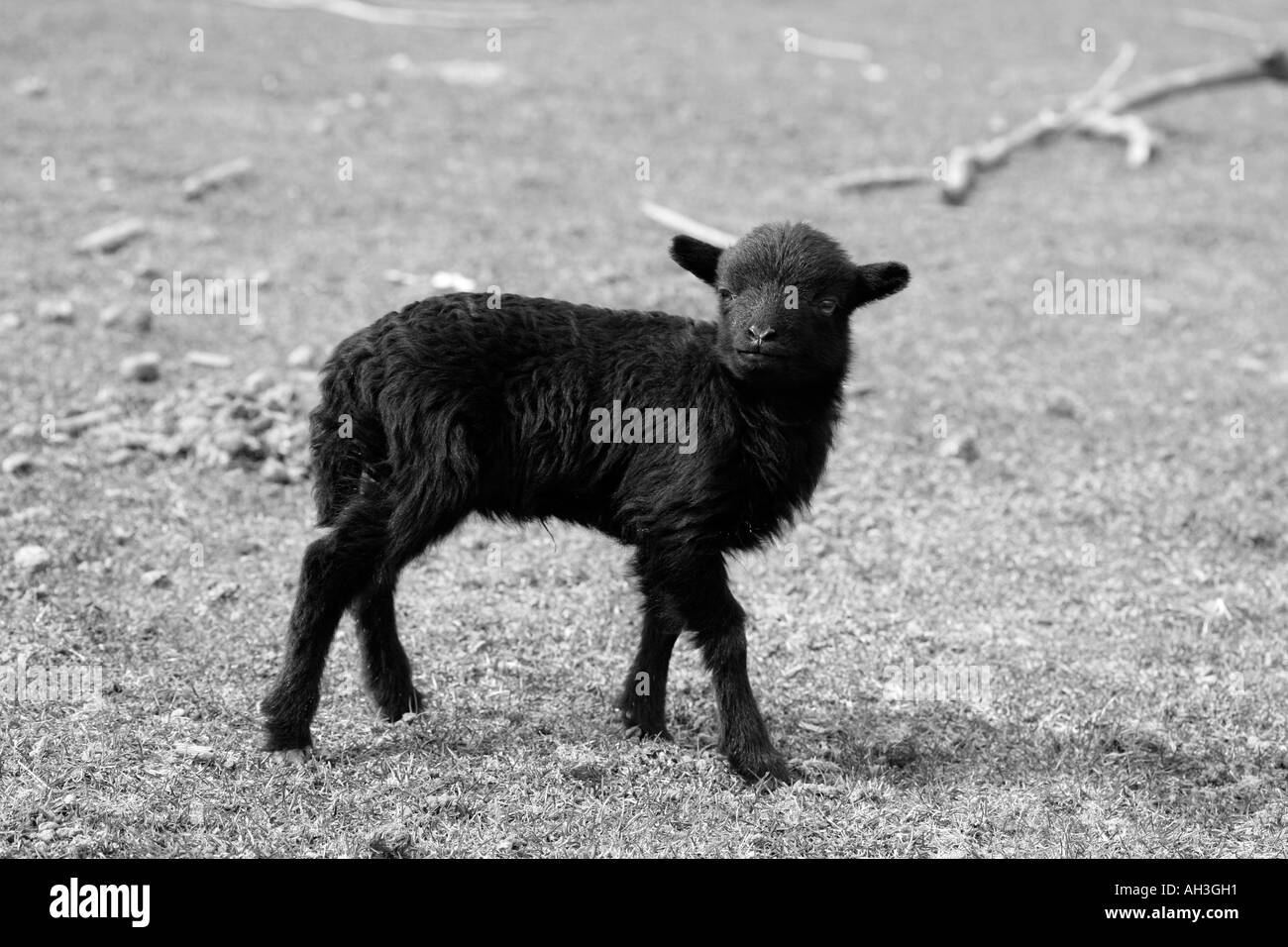 Black and white photograph of newly born vulnerable young black lamb in spring fields at outside farm Stock Photo