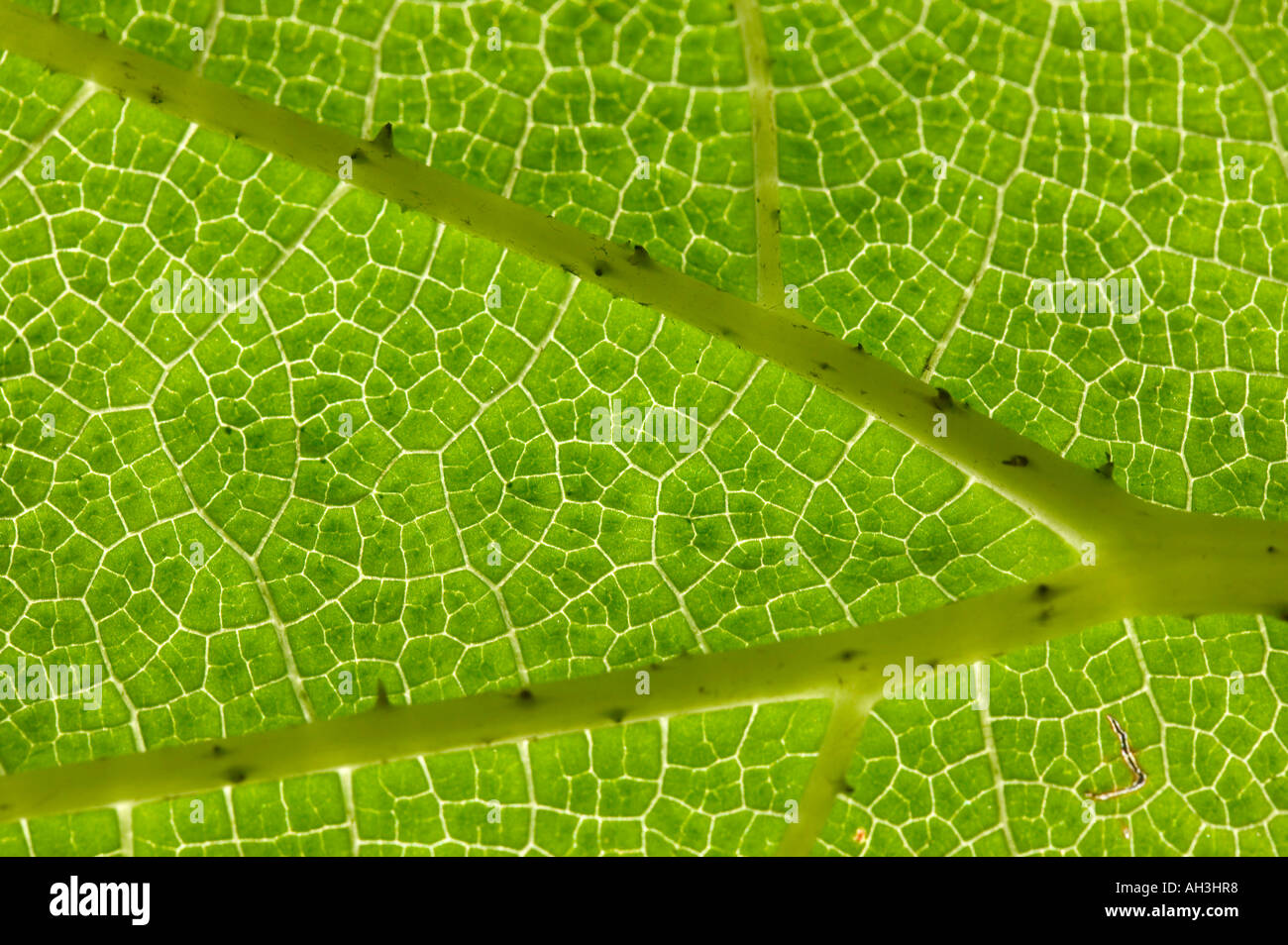 plant cells in a Gunnera leaf at Holehird Gardens, Windermere, Lake district, Cumbria, UK Stock Photo