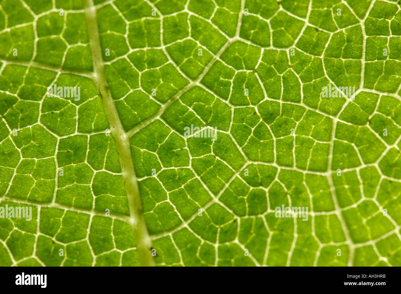 plant cells in a Gunnera leaf at Holehird Gardens, Windermere, Lake district, Cumbria, UK Stock Photo