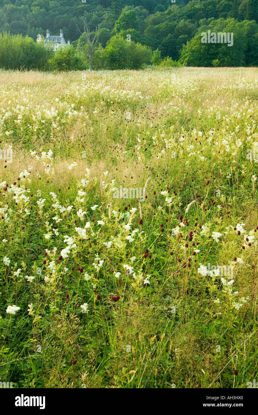 wild flowers in Birdhouse Meadow, Ambleside, Cumbria, UK Stock Photo