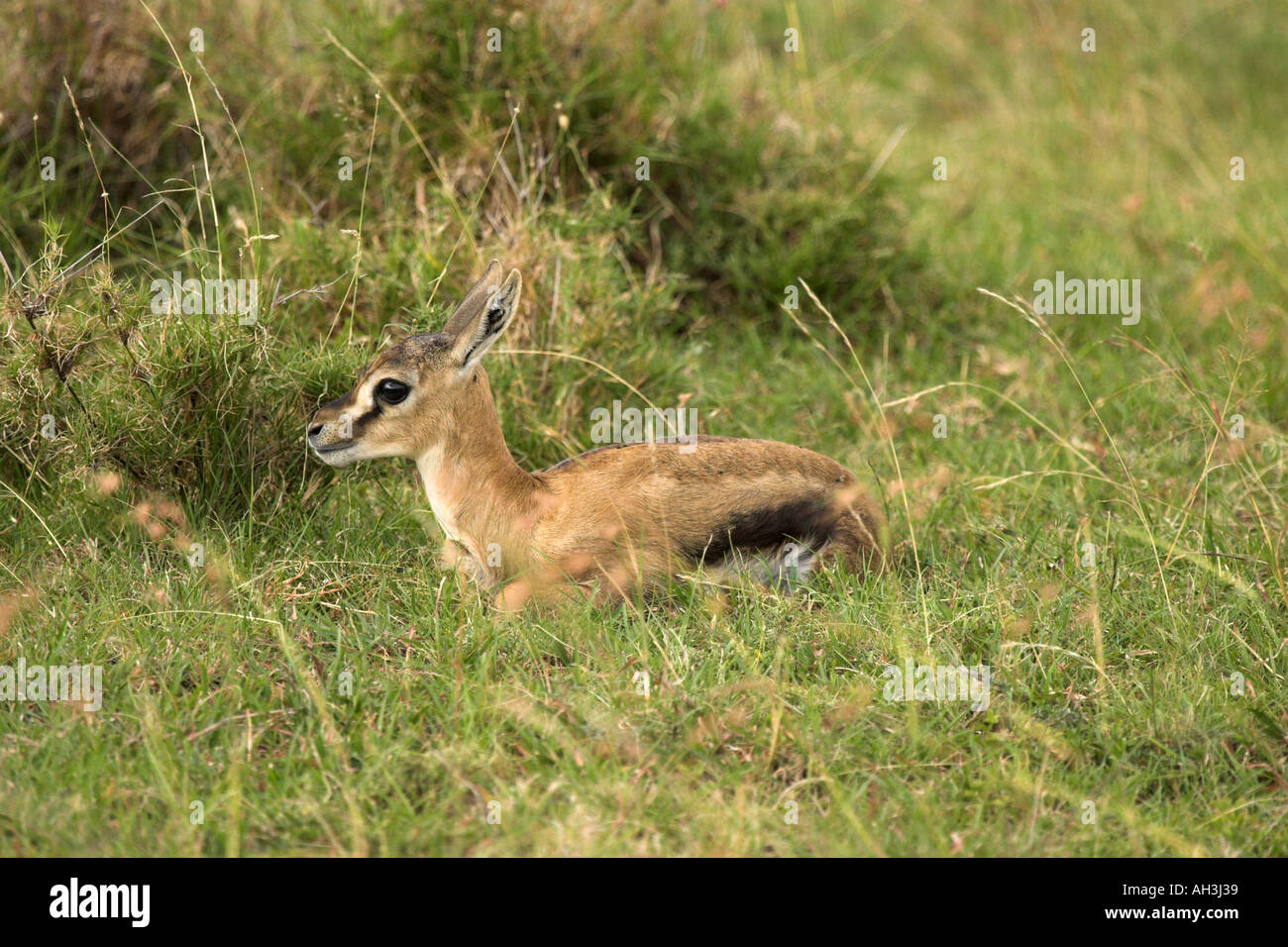 Young Thomson s Gazelle Stock Photo - Alamy