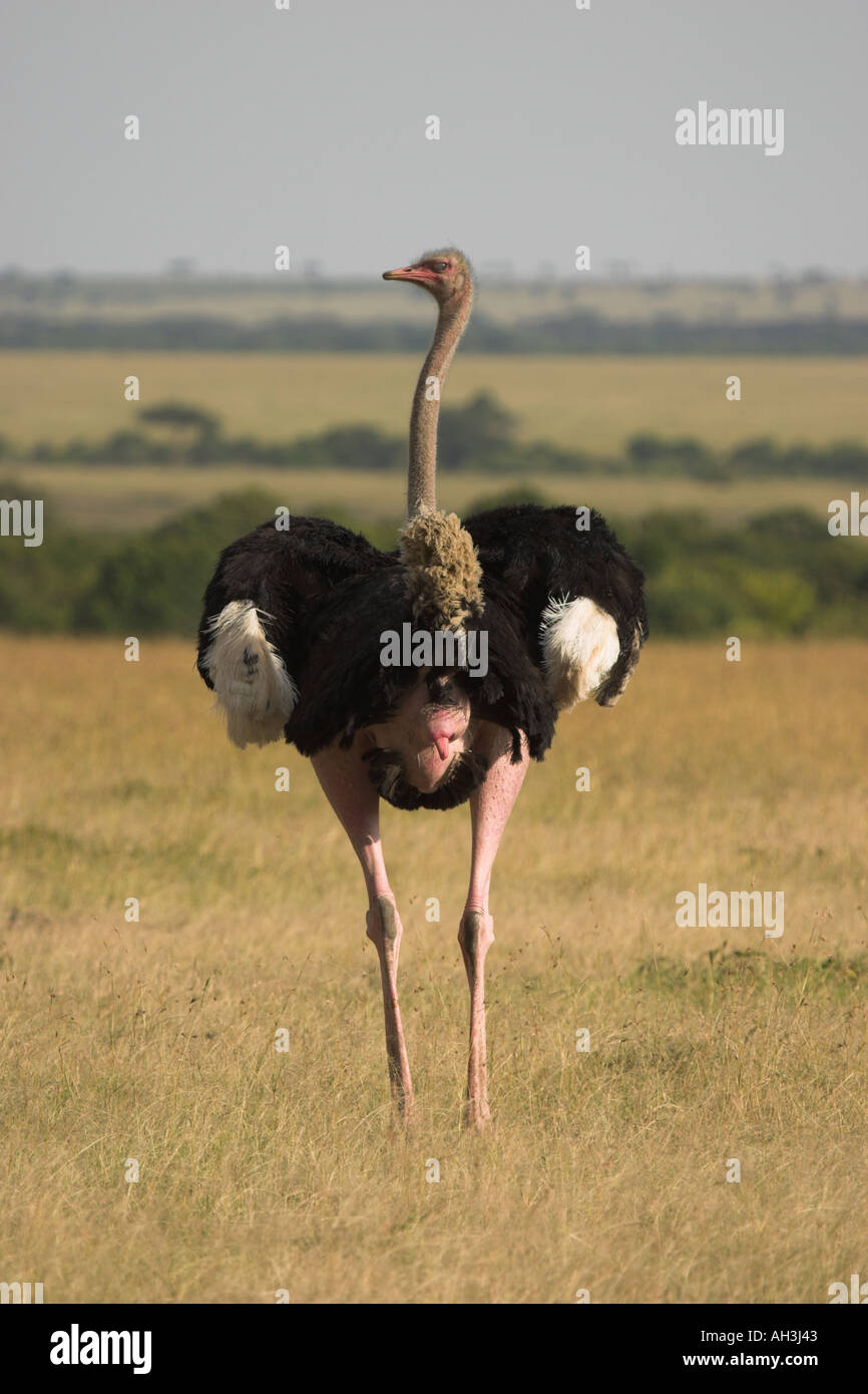 Ostrich Raciing Ostrich race hi-res stock photography and images - Alamy