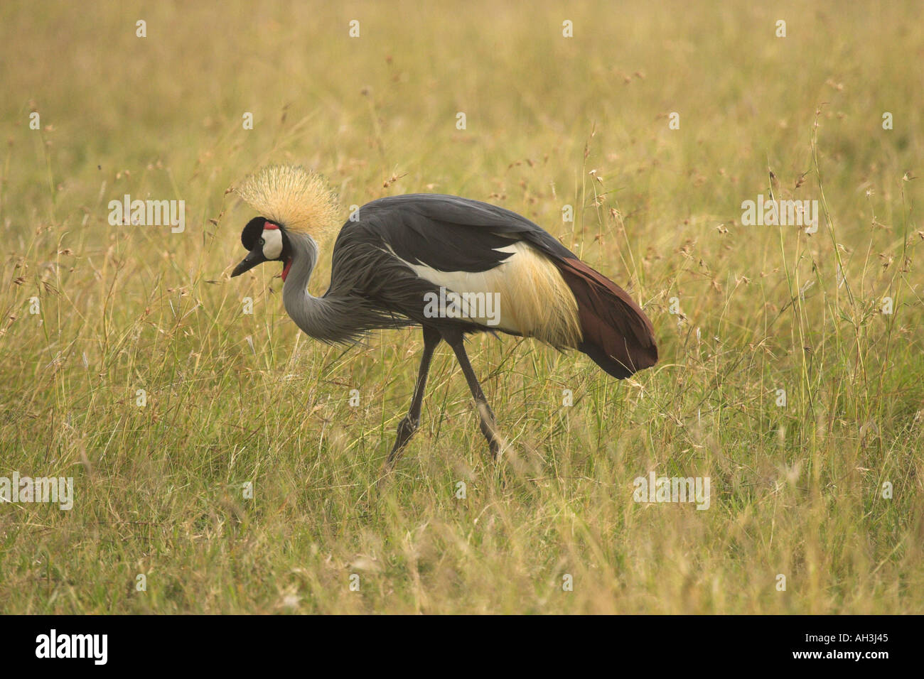 Gray Crowned Crane Stock Photo - Alamy