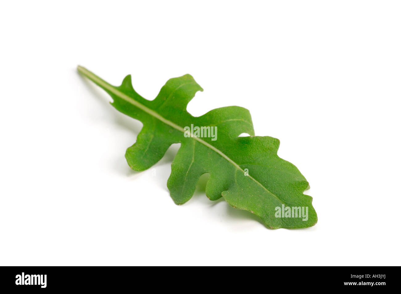 Wild Rocket leaf Stock Photo