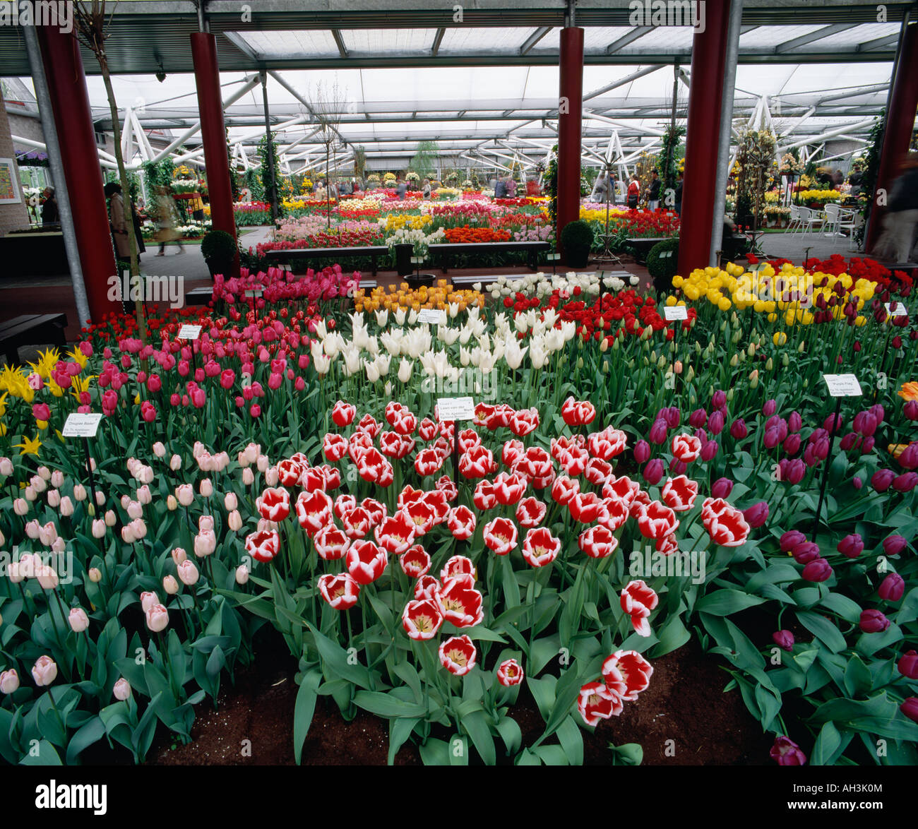 Flowering plants in nursery / The Netherlands Stock Photo - Alamy