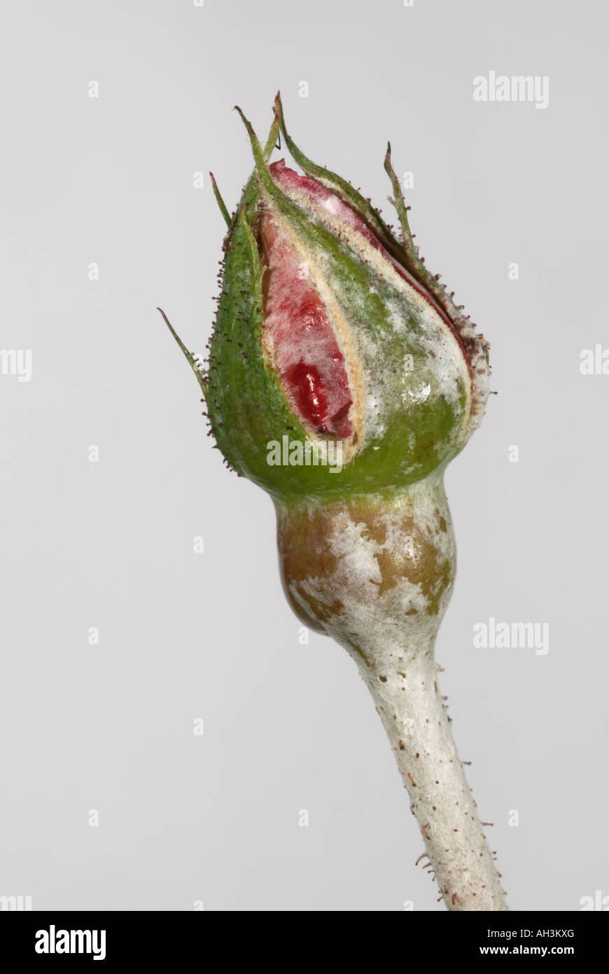 Powdery mildew (Podosphaera pannosa) on rose bud Stock Photo