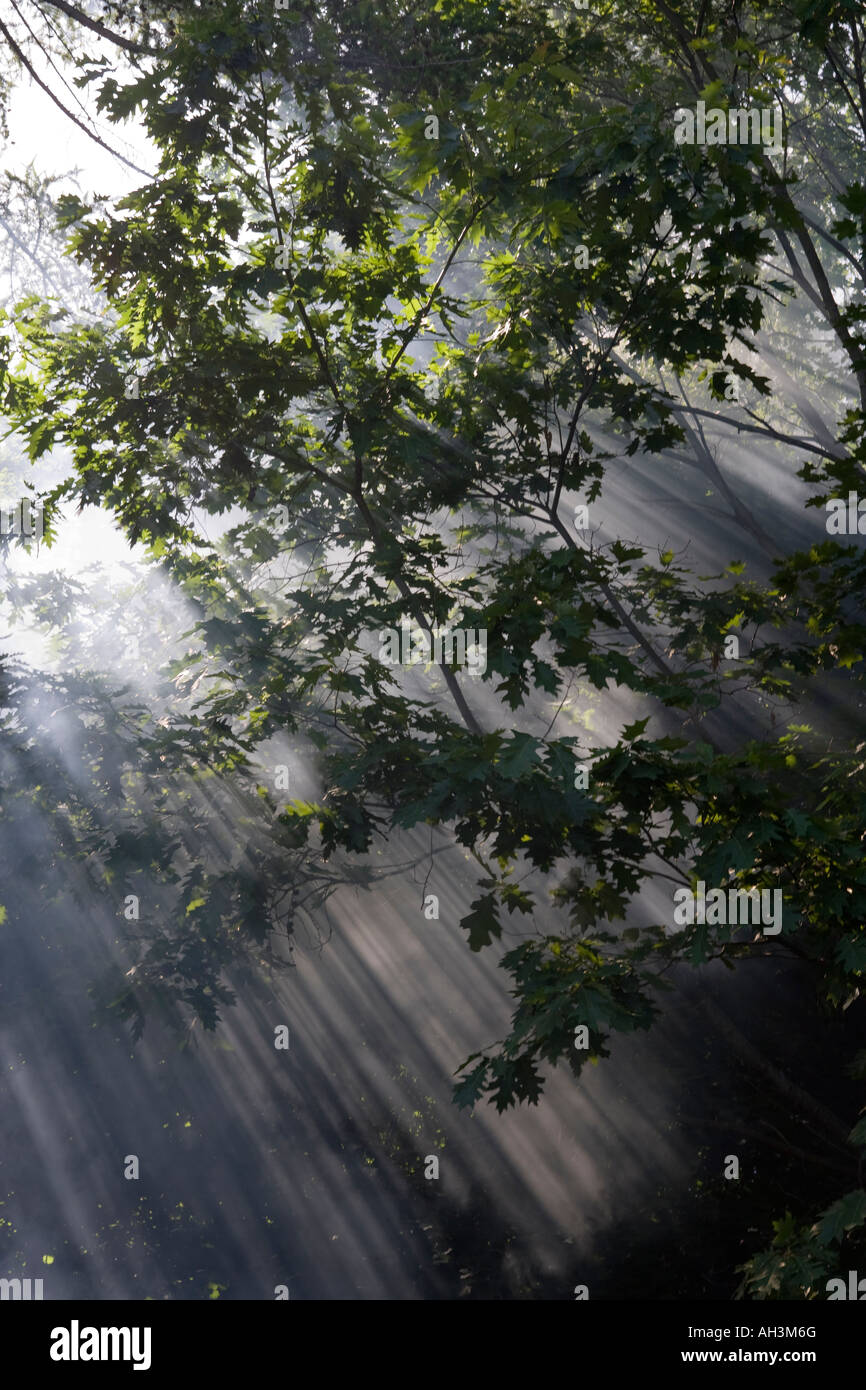 Light shining in the trees hi-res stock photography and images - Alamy