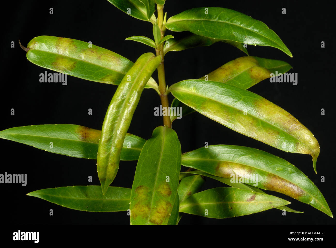 Fungal lesion patches of downy mildew Peronospora grisea on hebe leaf upper surface Stock Photo