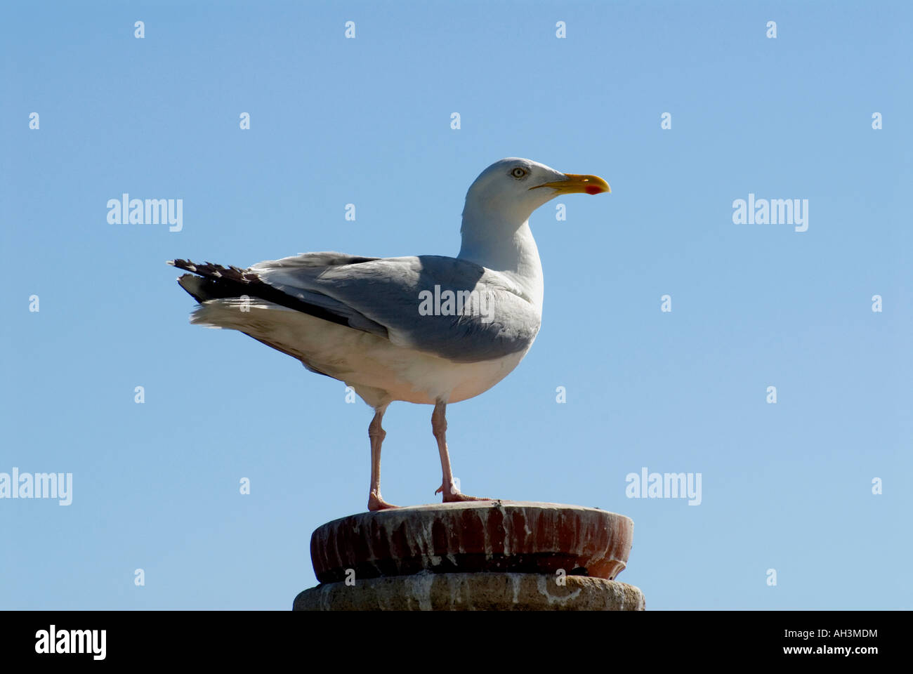 Seagull or Herring Gull on a chimney pot on the Stade Hastings Old Town