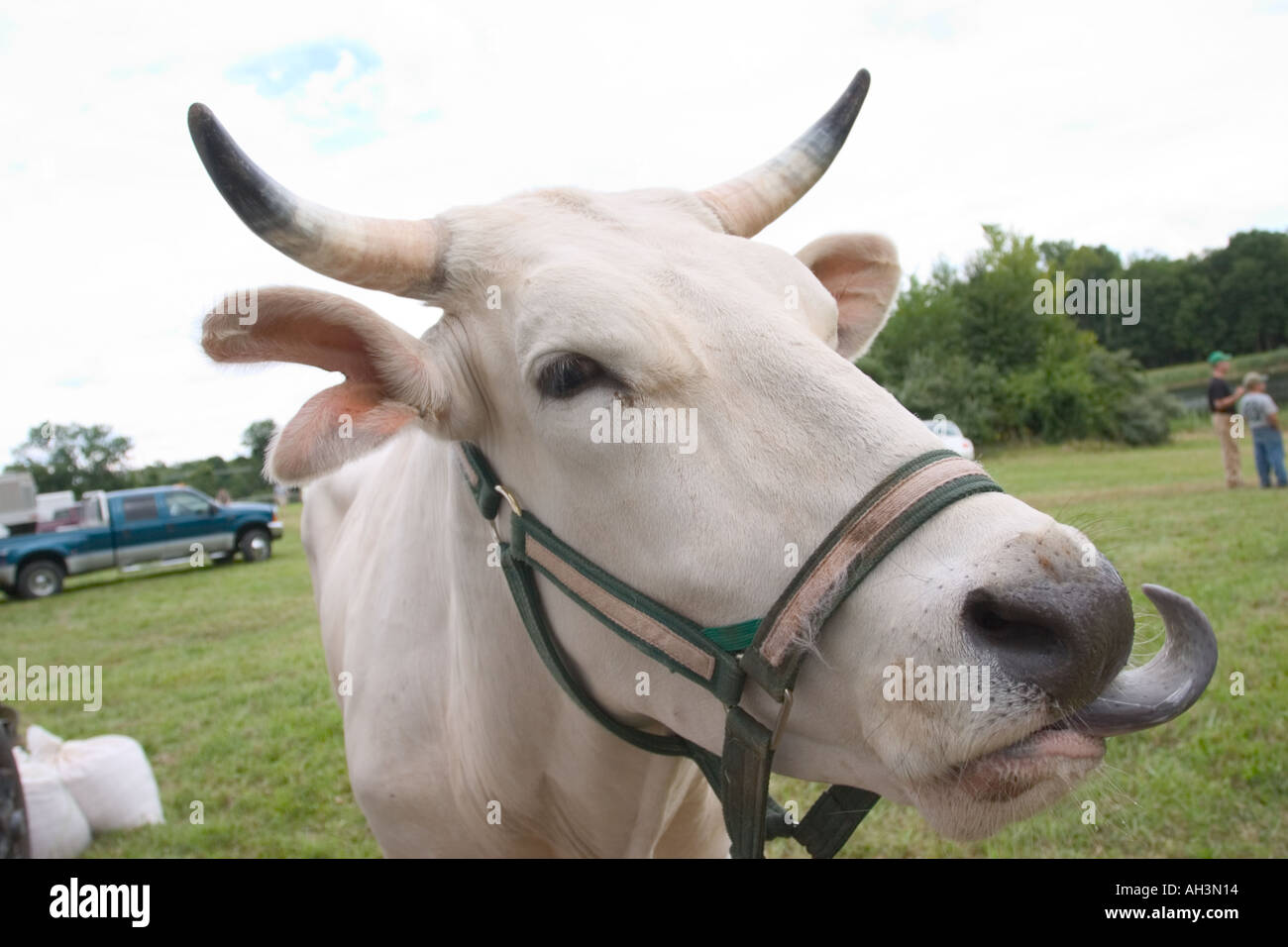 Cow harness hi-res stock photography and images - Alamy