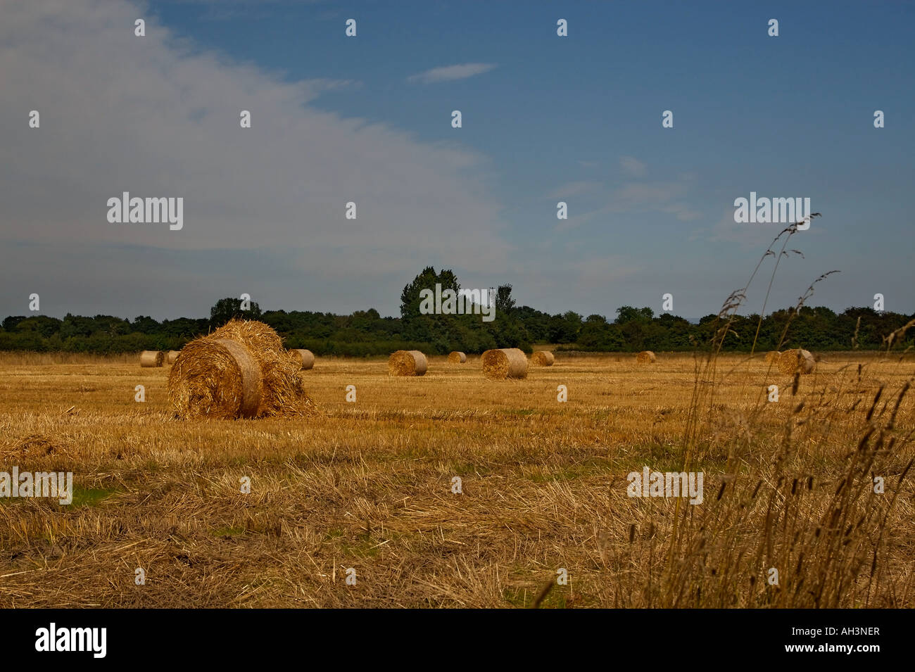 Hay bales in a field Stock Photo - Alamy