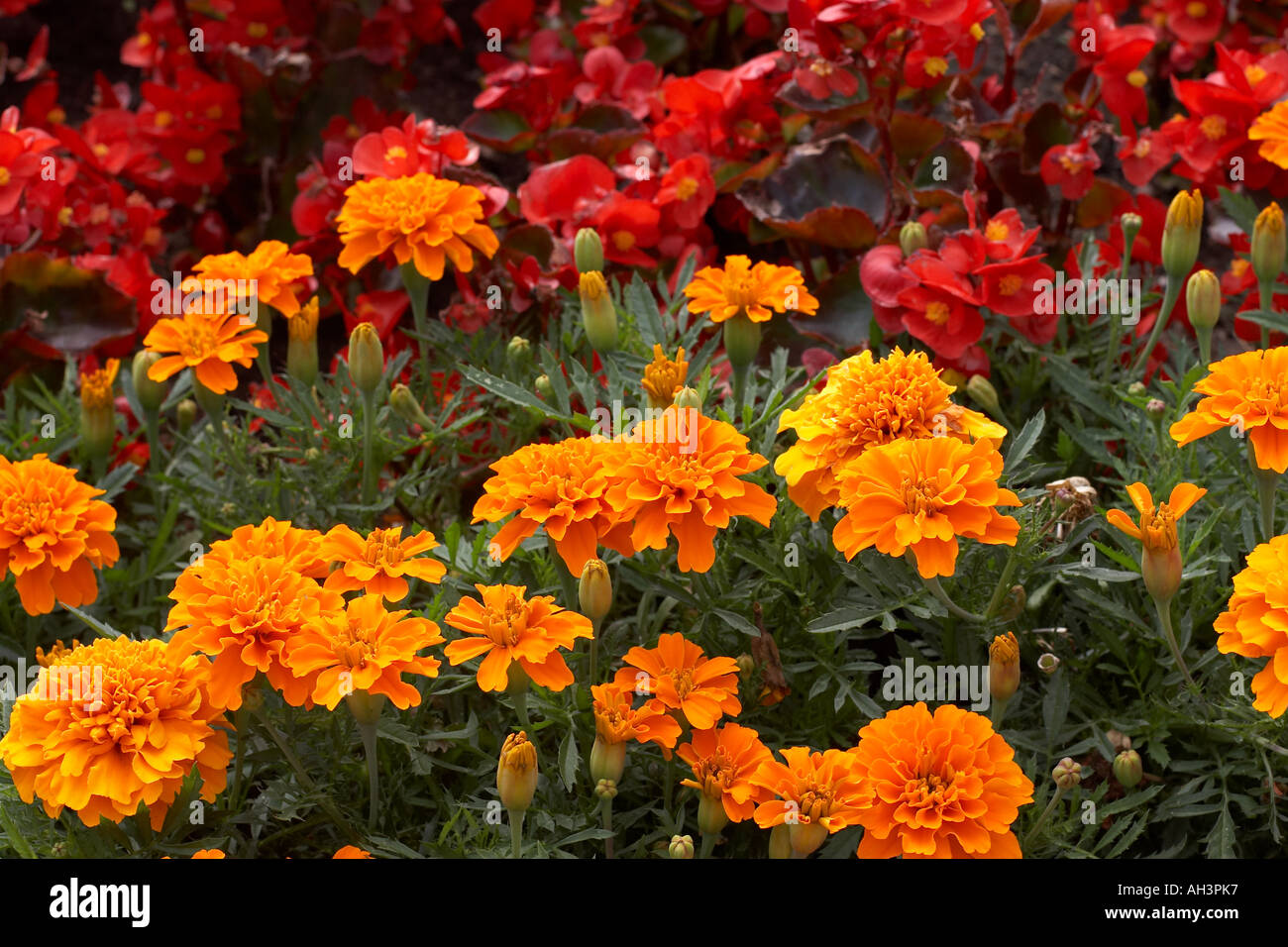 Carnations in garden, England Stock Photo Alamy