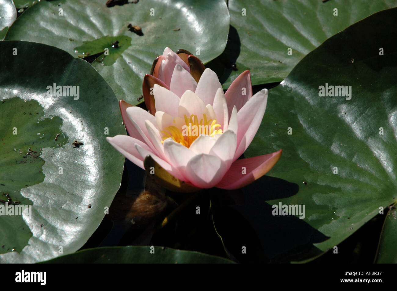 nymphea water lily Stock Photo