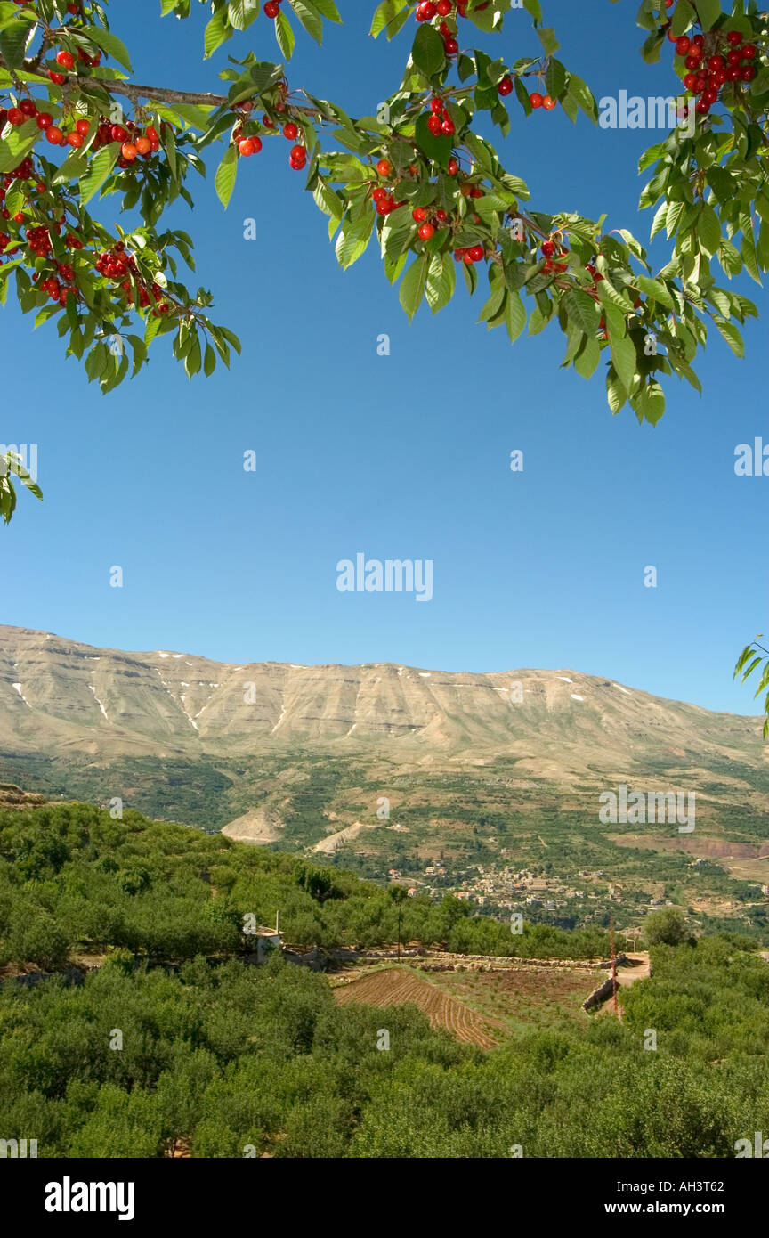 cherry tree Bcharre Lebanon Middle East Stock Photo Alamy