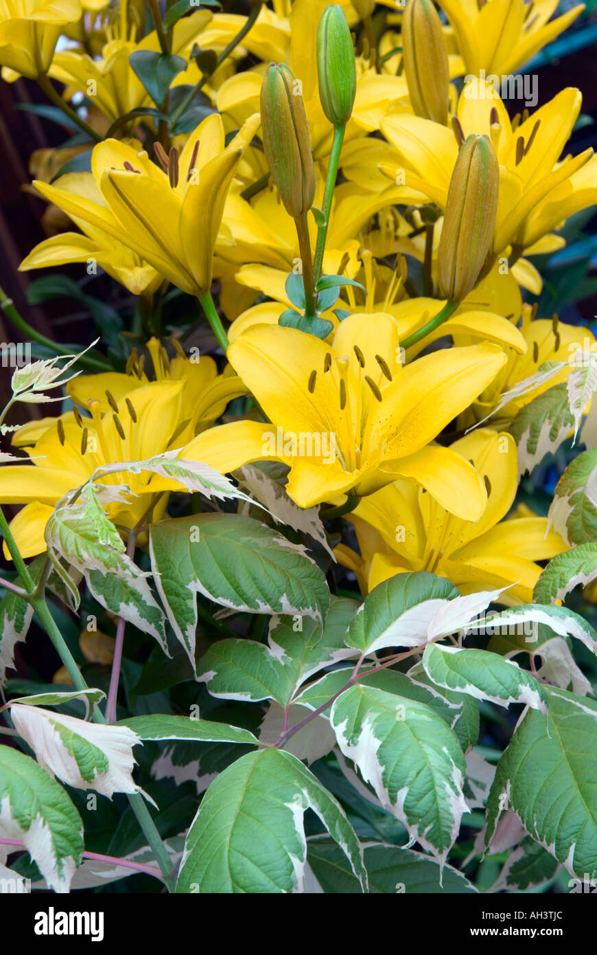 'Acer Negundo flamingo'  with 'yellow  lilies' Stock Photo