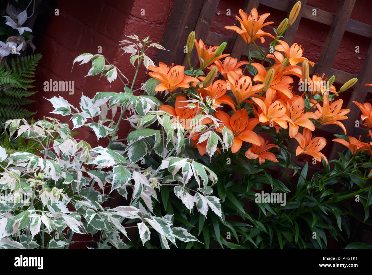 'Acer Negundo flamingo'  with 'orange lilies' Stock Photo