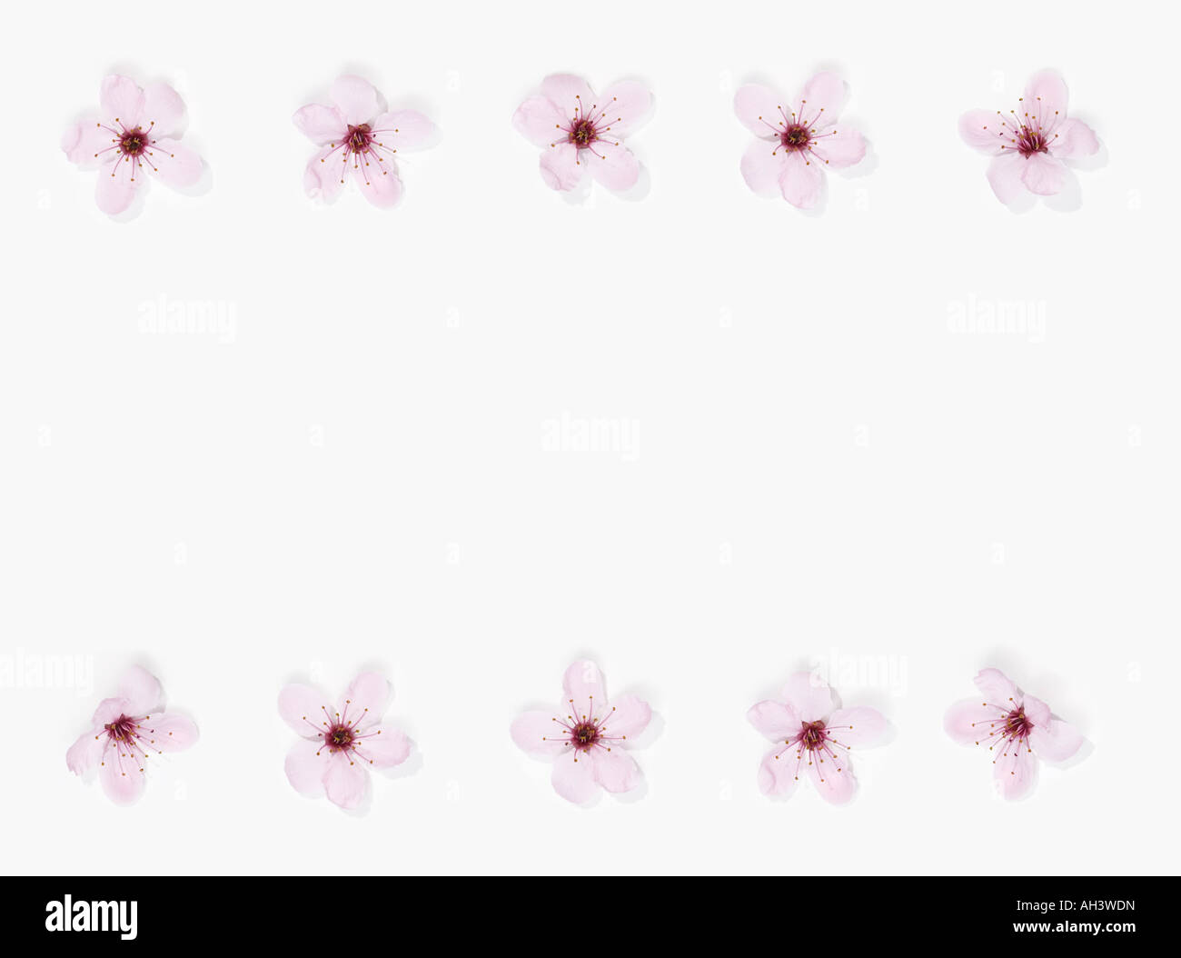 Pink flowers Stock Photo