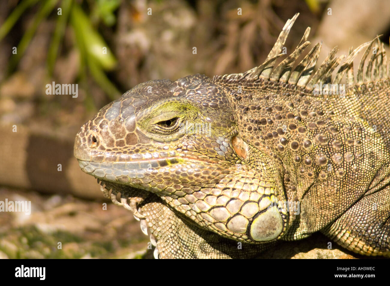 Wildlife of the galapagos hi-res stock photography and images - Alamy