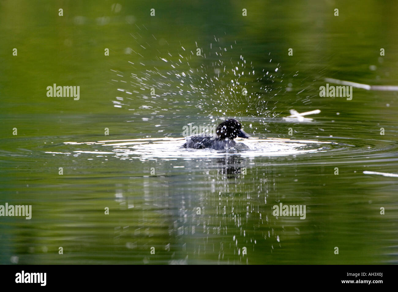 Bird splashing in water Stock Photo Alamy