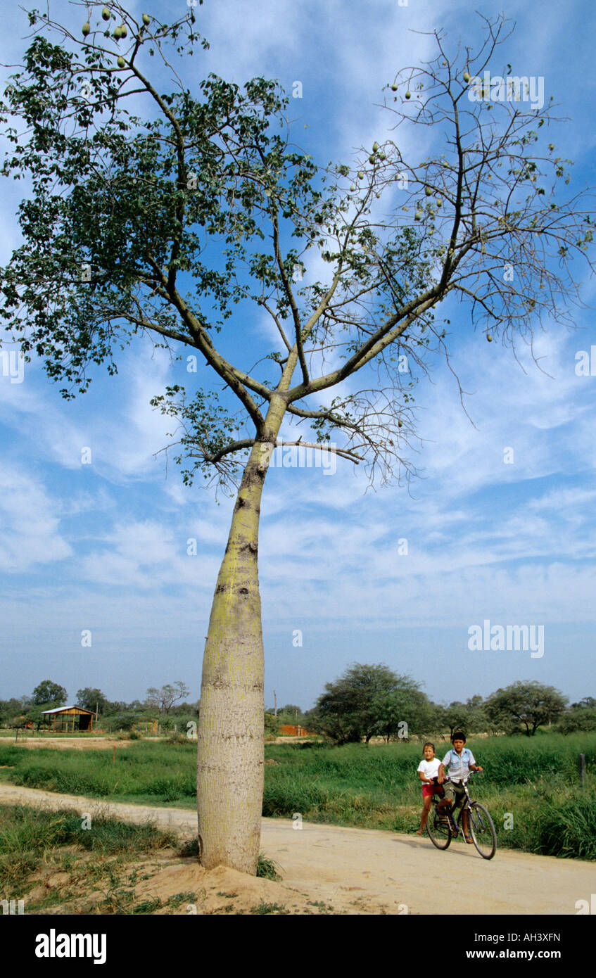 شجرة Torobochi في بوليفيا Bottle-tree-of-paraguay-AH3XFN