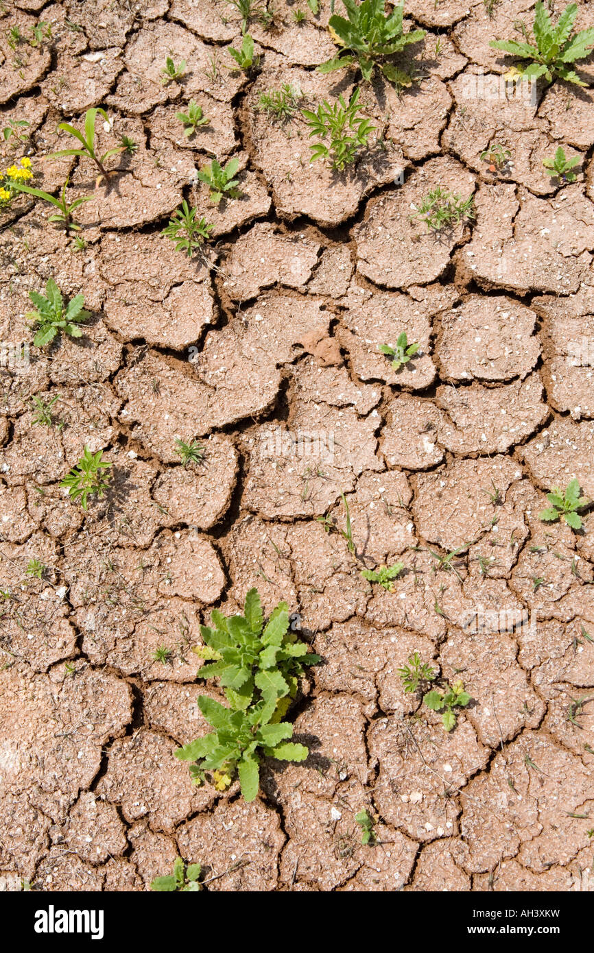 Flowering plants break through cracked dry earth during a drought in Oklahoma Stock Photo