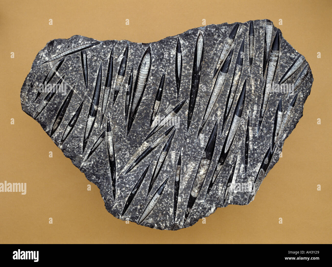 Orthoceras mollusc fossil slab 350 to 500 millions years old, fossil marine organisms Stock Photo