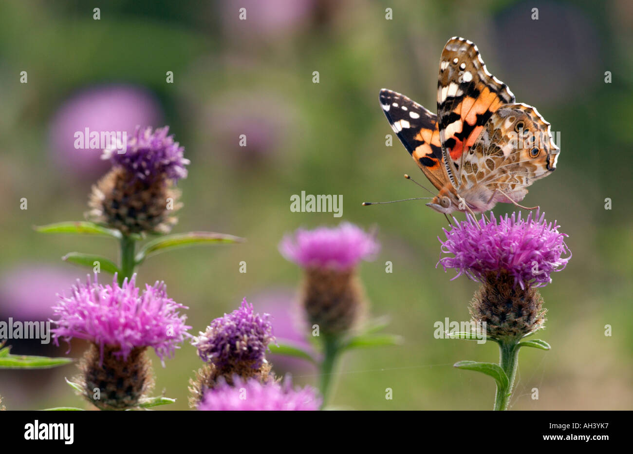 'Painted Lady' Butterfly settled with wings half open and feeding on Knapweed flowers Stock Photo