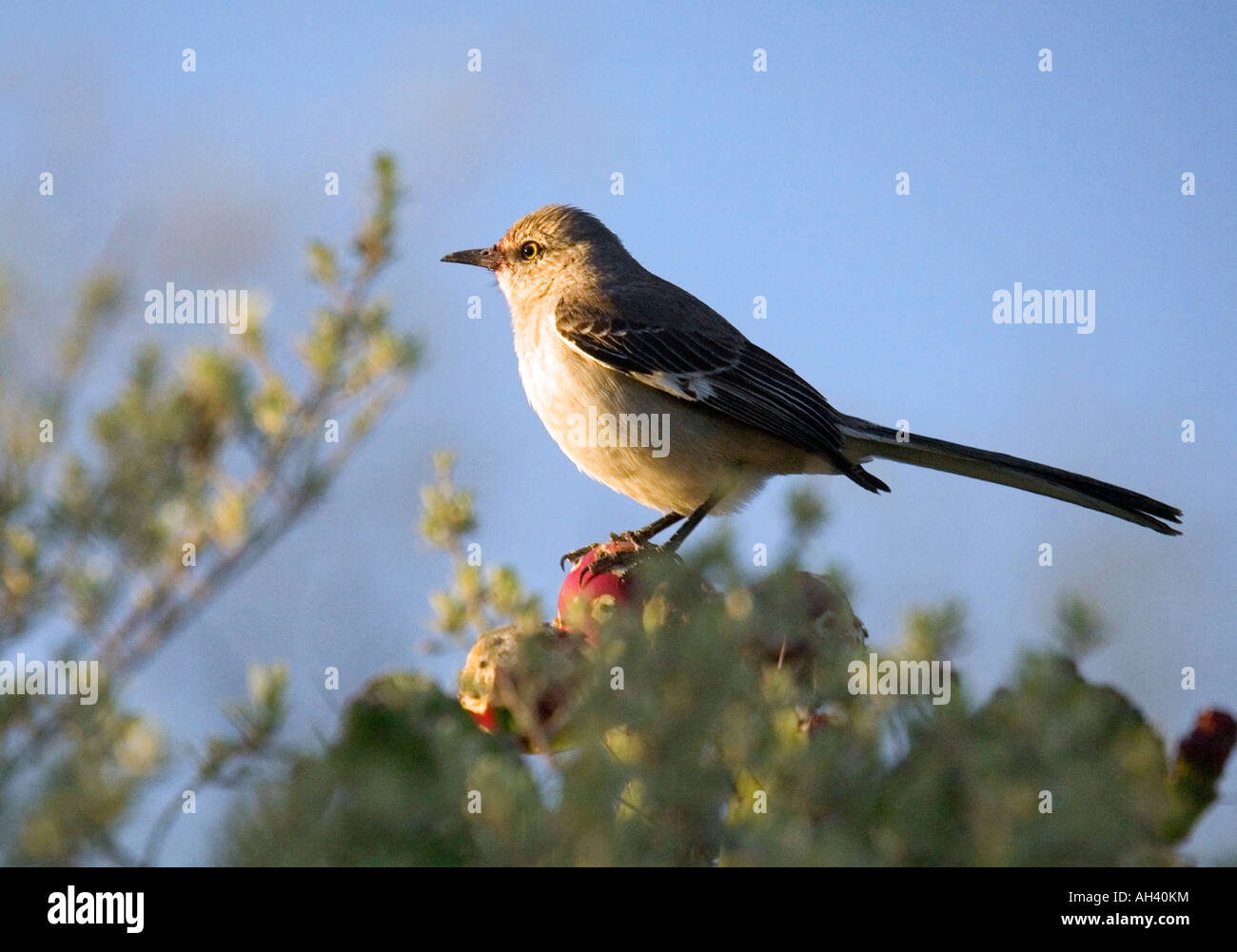 A Northern Mockingbird perches atop a cactus in the soft light of late afternoon. Stock Photo