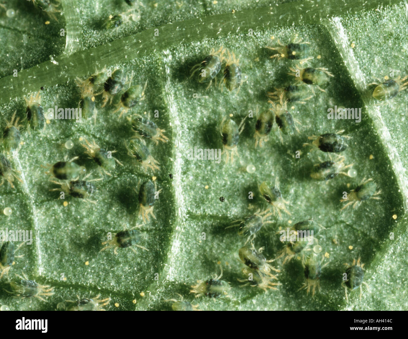 A colony of two spotted spider mites Tetranychus urticae adult eggs and immatures on leaf surface Stock Photo