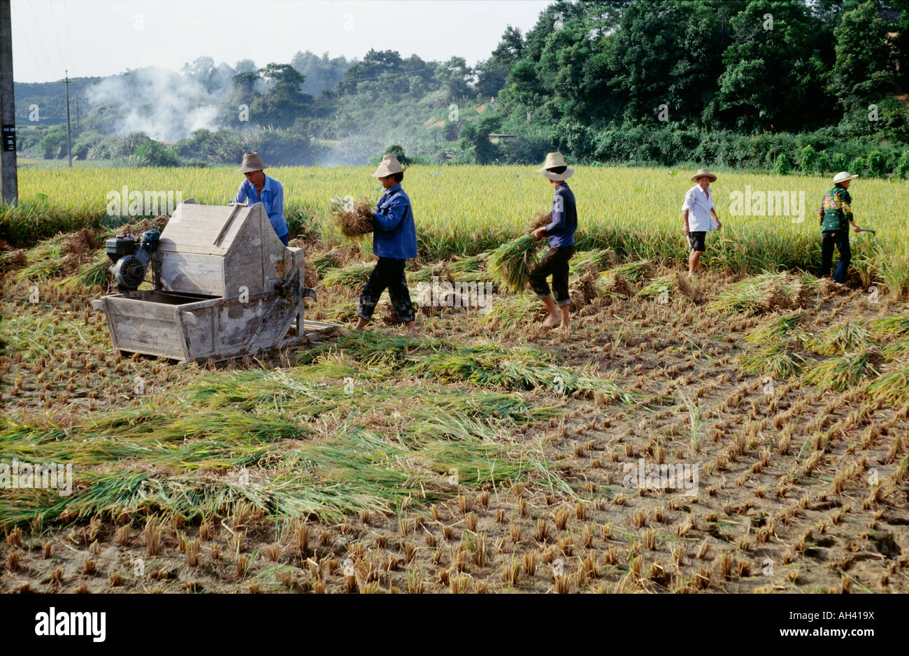 China Hunan men harvesting crops in farmland Stock Photo