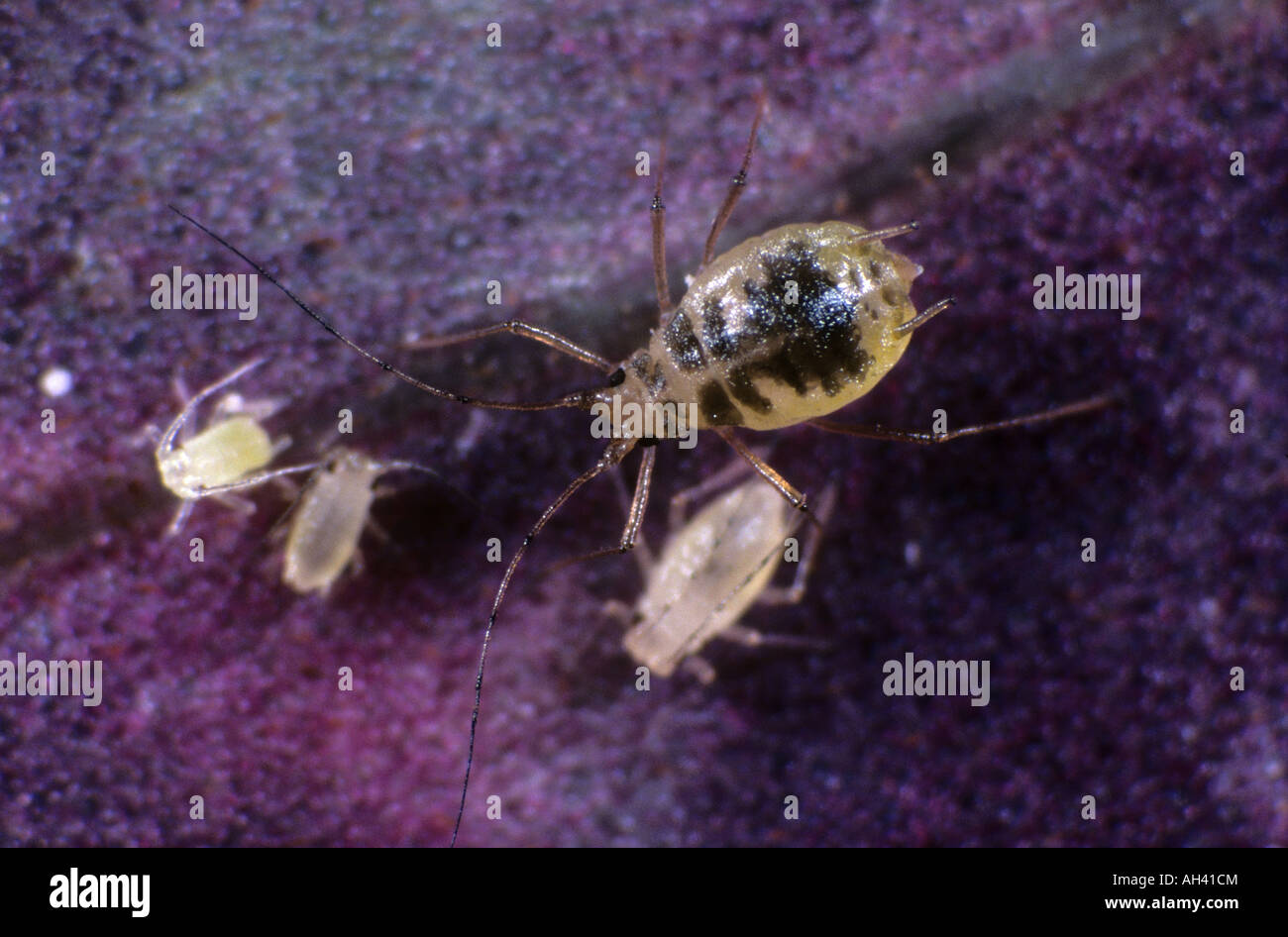 Mottled arum aphid Aulacorthum circumflexum adult juveniles on a cyclamen leaf Stock Photo