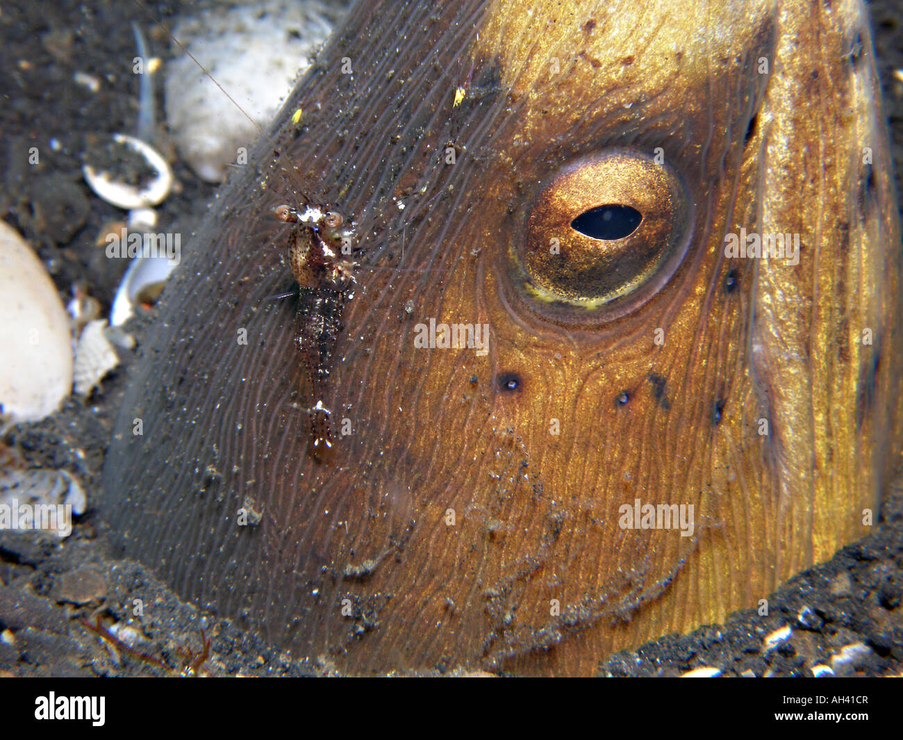 Black Finned Snake Eel, Ophichtus melanochir Stock Photo - Alamy