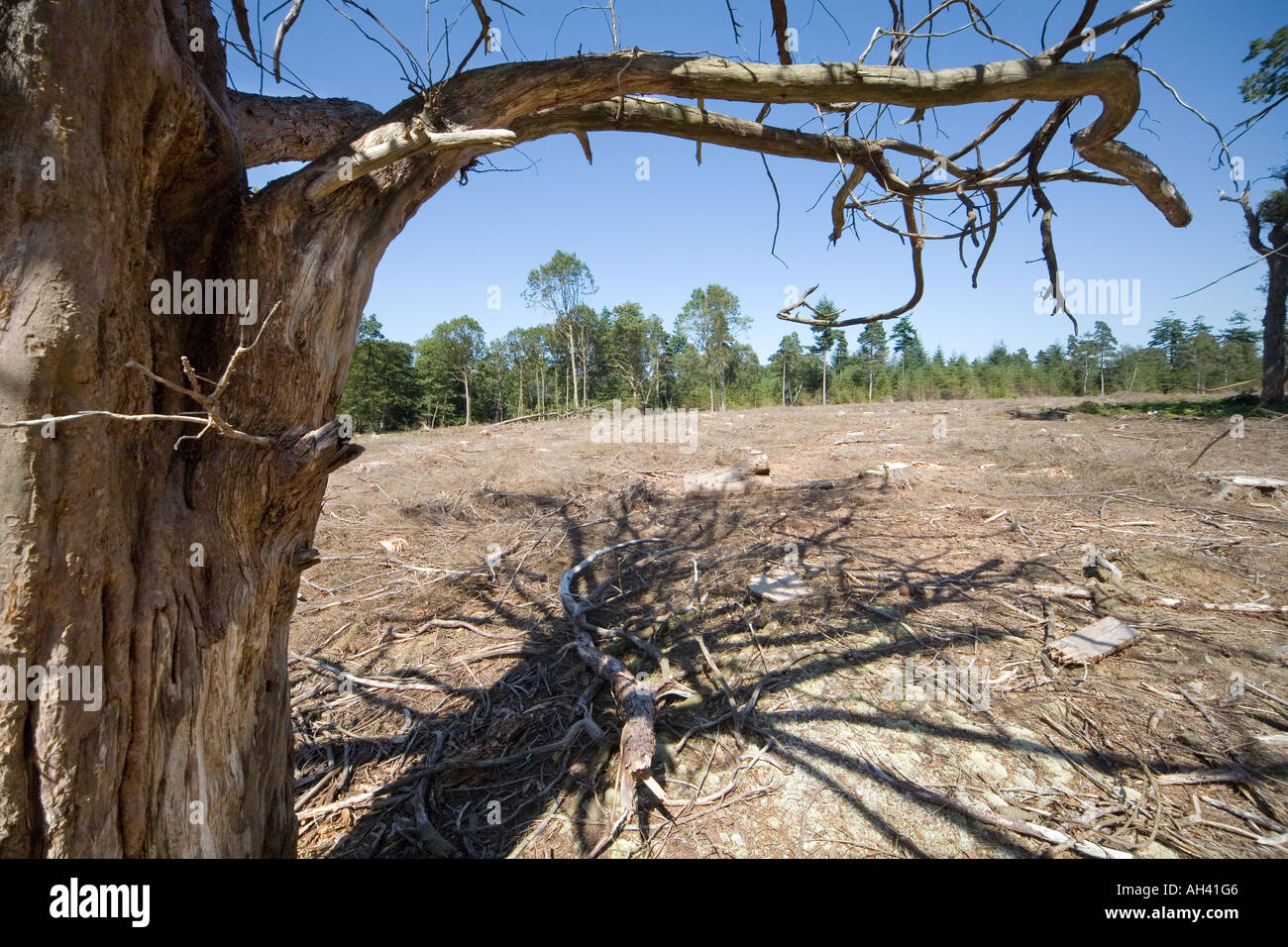 Lone dead tree in New Forest tree clearing for fire break Stock Photo