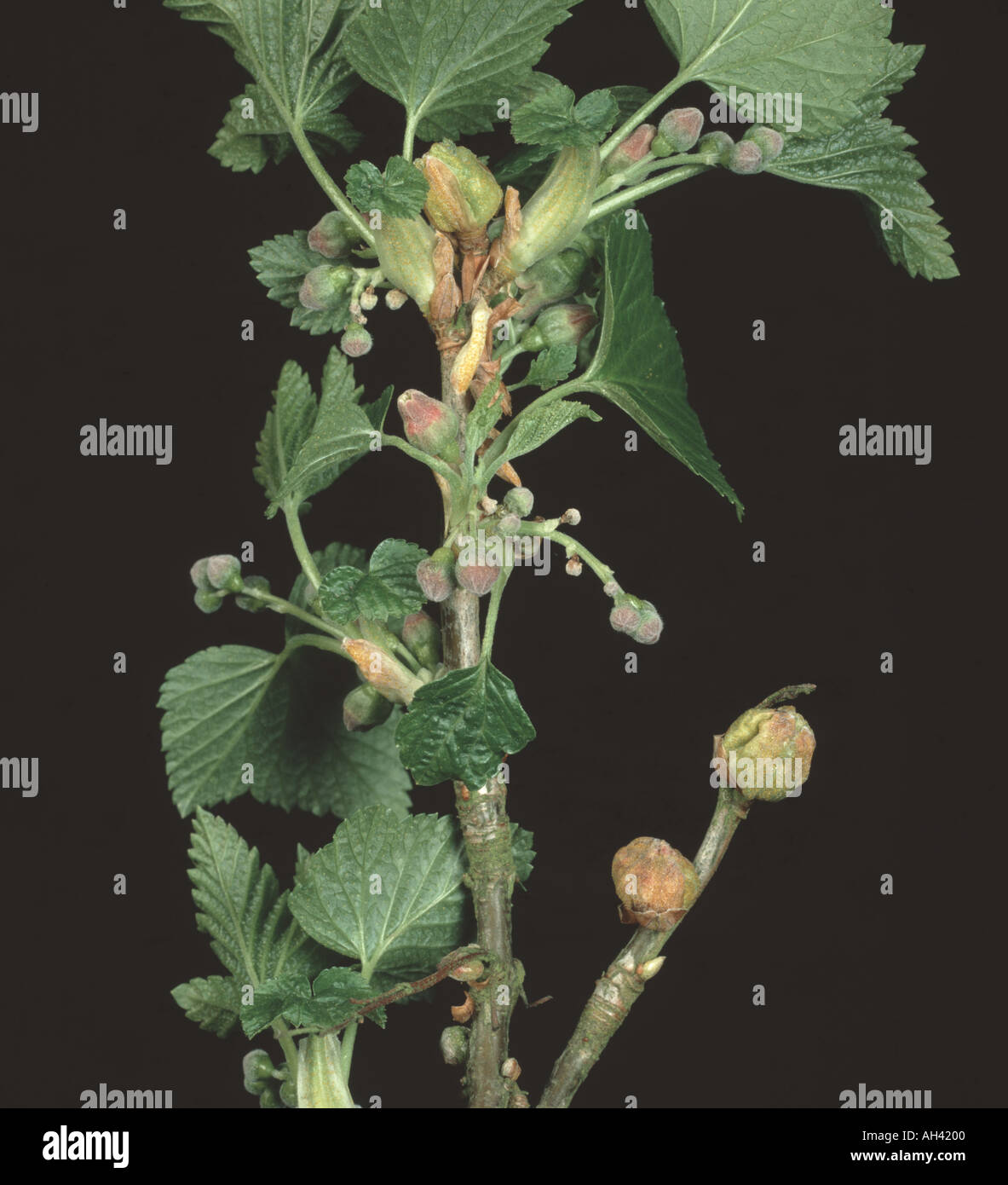Big bud blackcurrant gall mite Cecidophyopsis ribis damage to young black currant flower buds Ribes Stock Photo