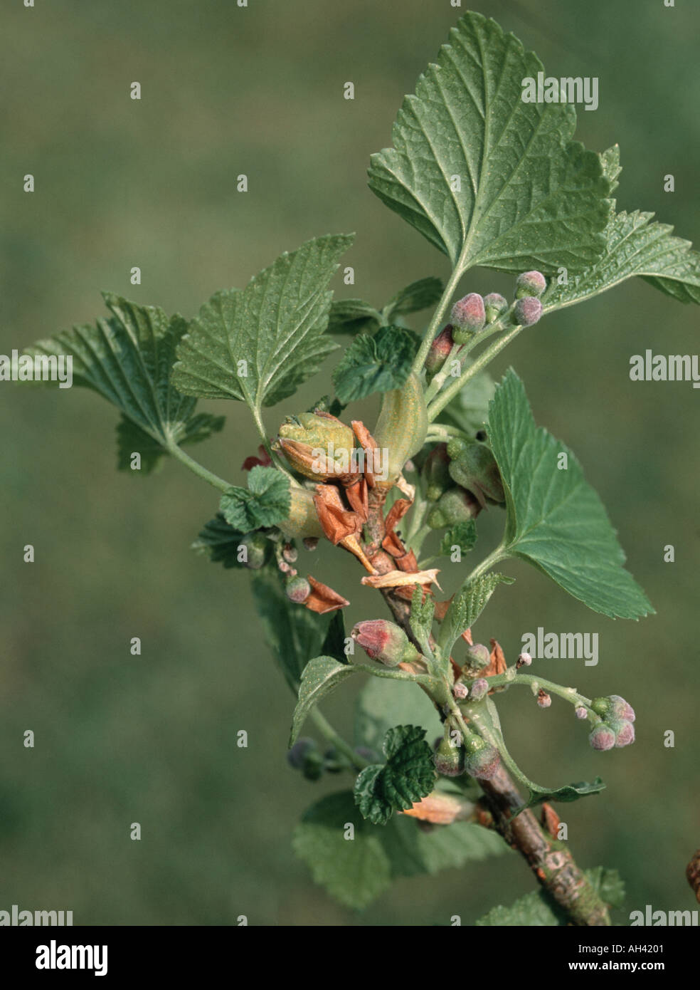 big bud blackcurrant gall mite Cecidophyopsis ribis damage to young black currant foliage Ribes Stock Photo