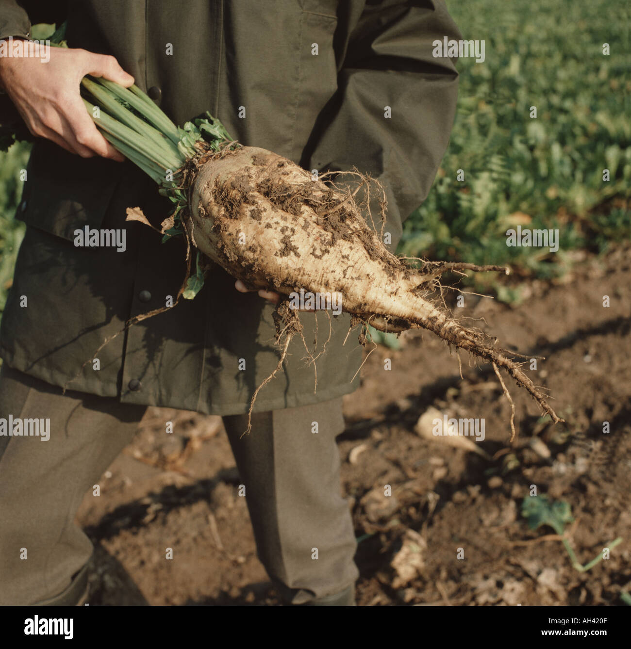 A farmer shows off an excellent root of sugar beet Beta vulgaris at harvest time The tap root is the source of sugar Stock Photo