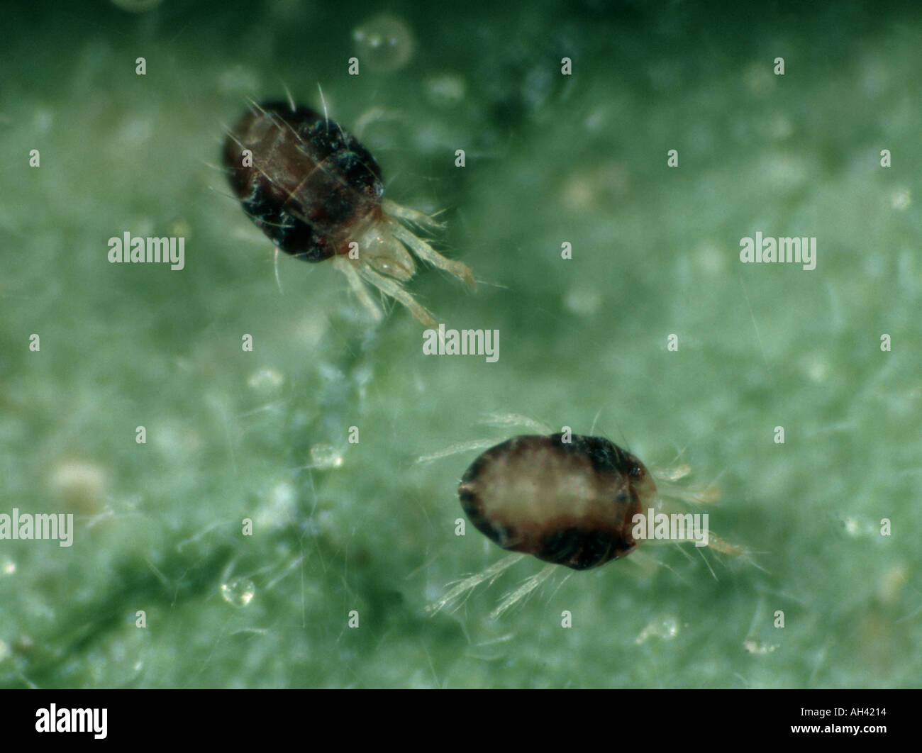 Two female adult carmine red spider mites Tetranychus cinnabarinus on a leaf surface Stock Photo