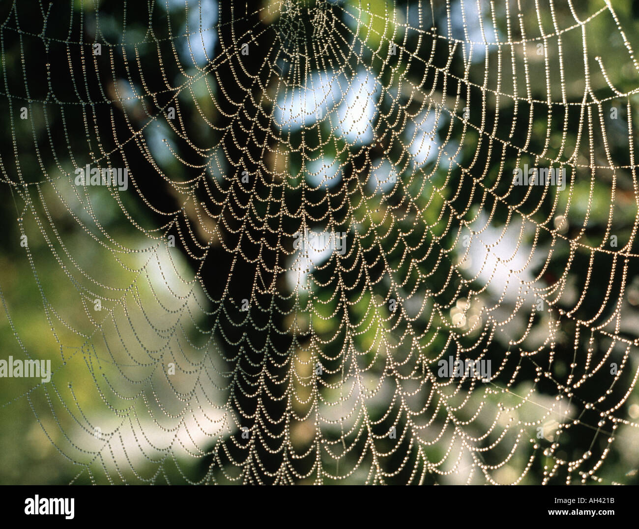 Dapple lighted through woodland trees backlighting a dew covered spider s web in the early morning Stock Photo