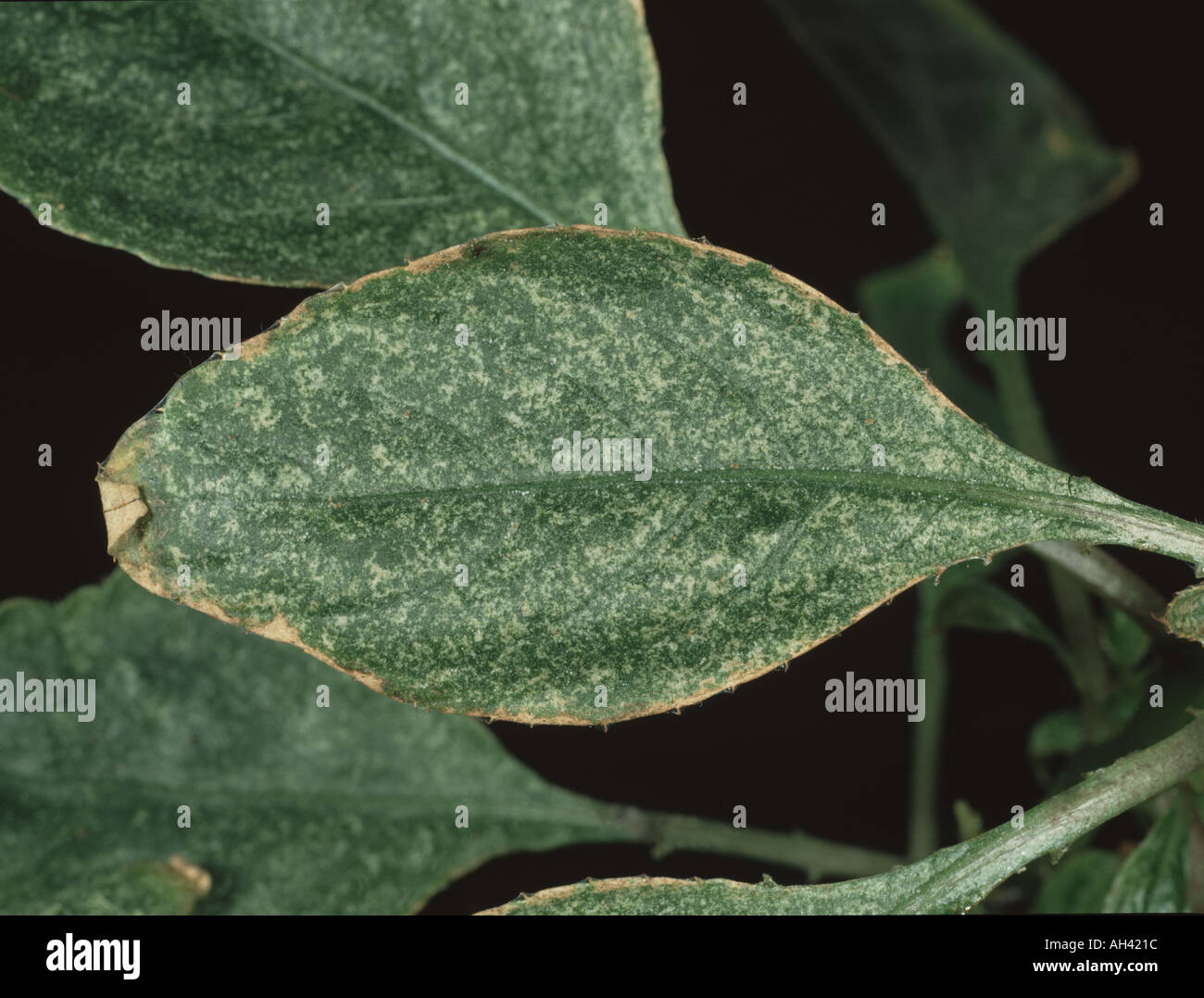 Two spotted spider mite damage Tetranychus urticae to ornamental house plant leaf Begonia sp Stock Photo