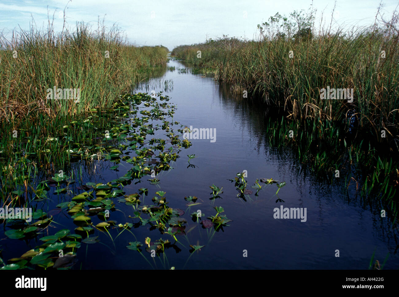 Everglades, Coopertown, Florida, United States, North America Stock