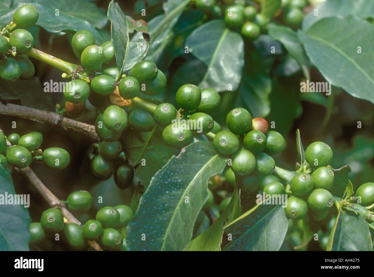 Coffee beans growing on bush Kenya Stock Photo Alamy