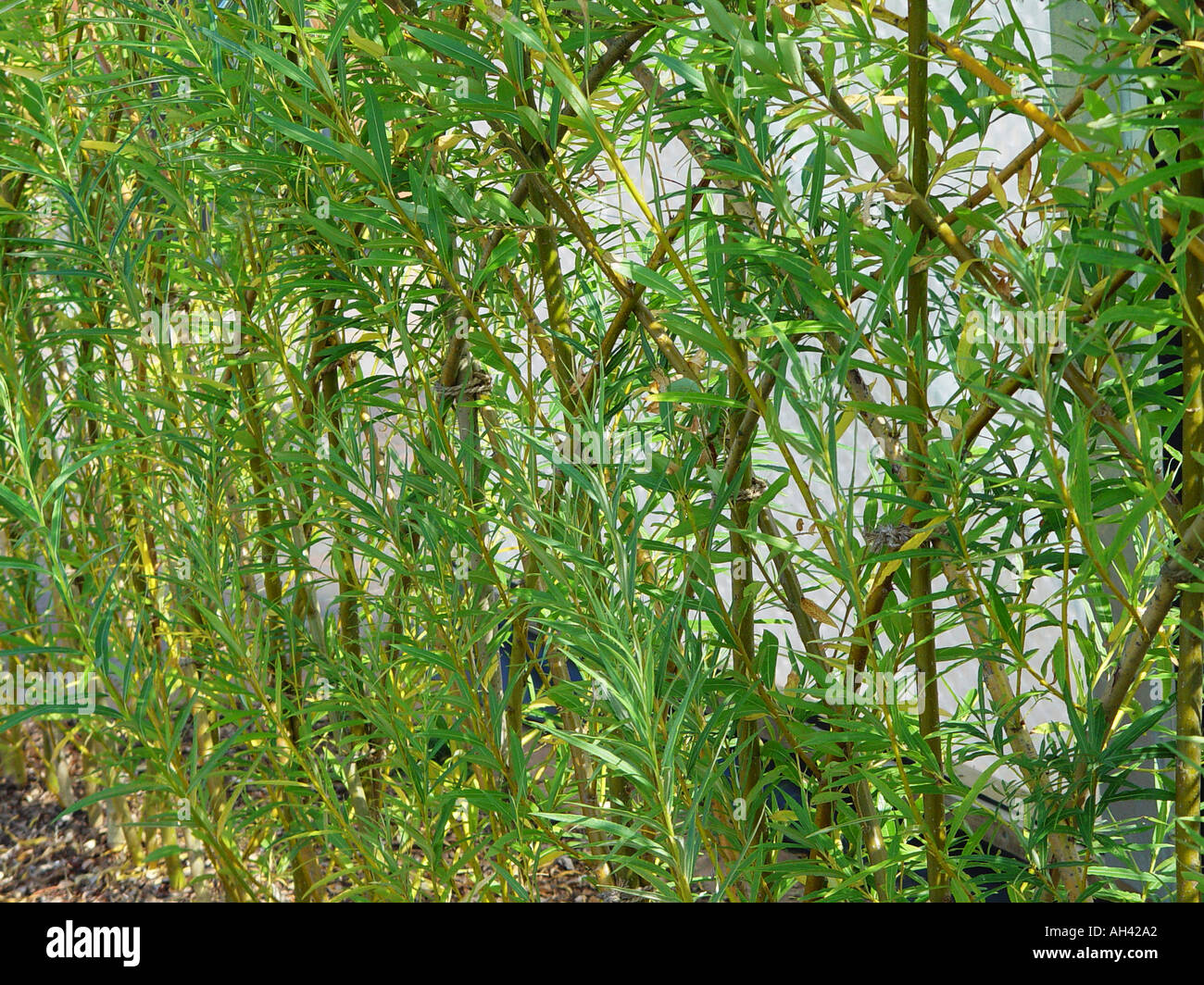Fedge Fedge Stock Photos & Fedge Stock Images - Alamy
