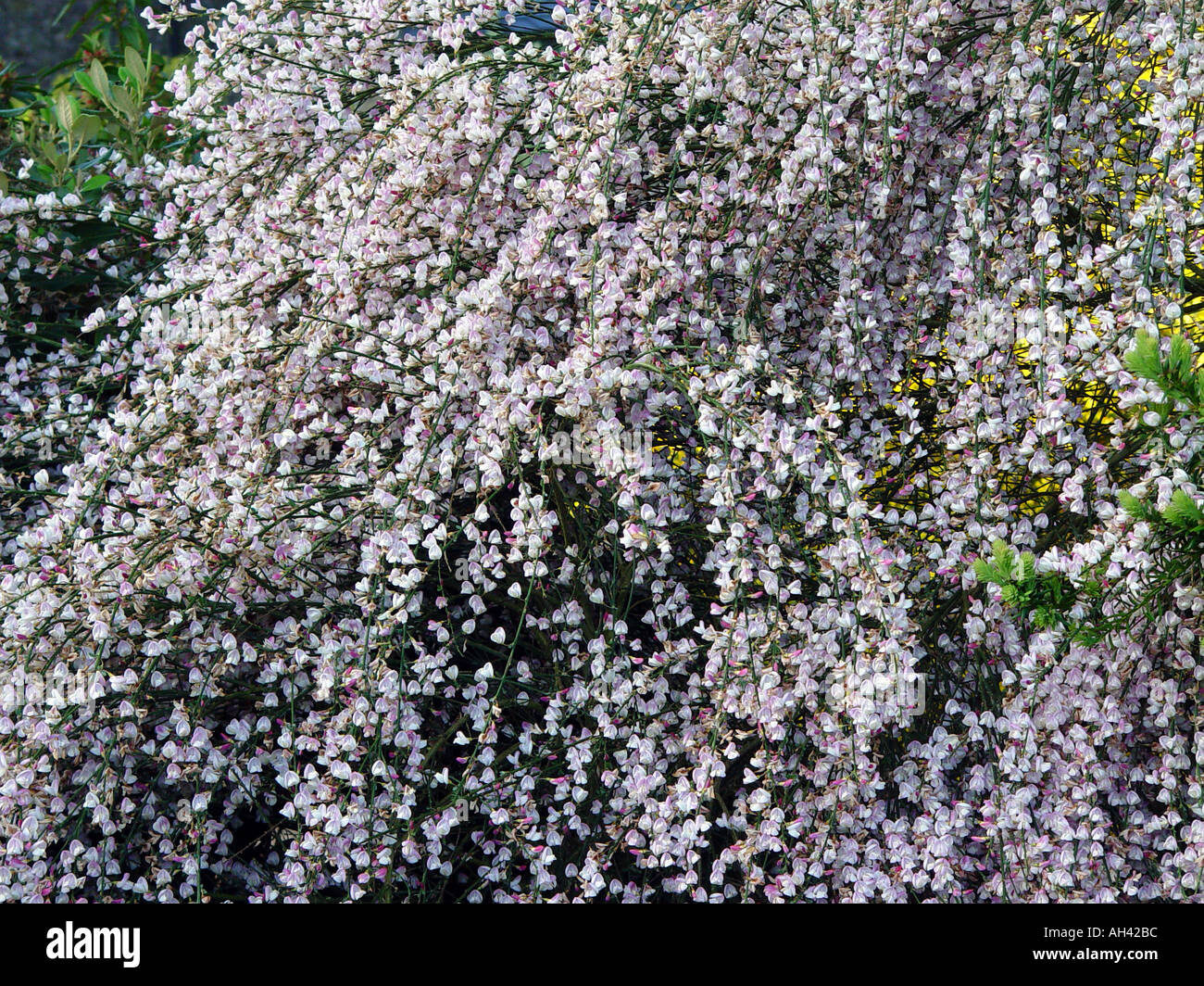 Cytisus Zeelandia Garden broom shrub Stock Photo Alamy