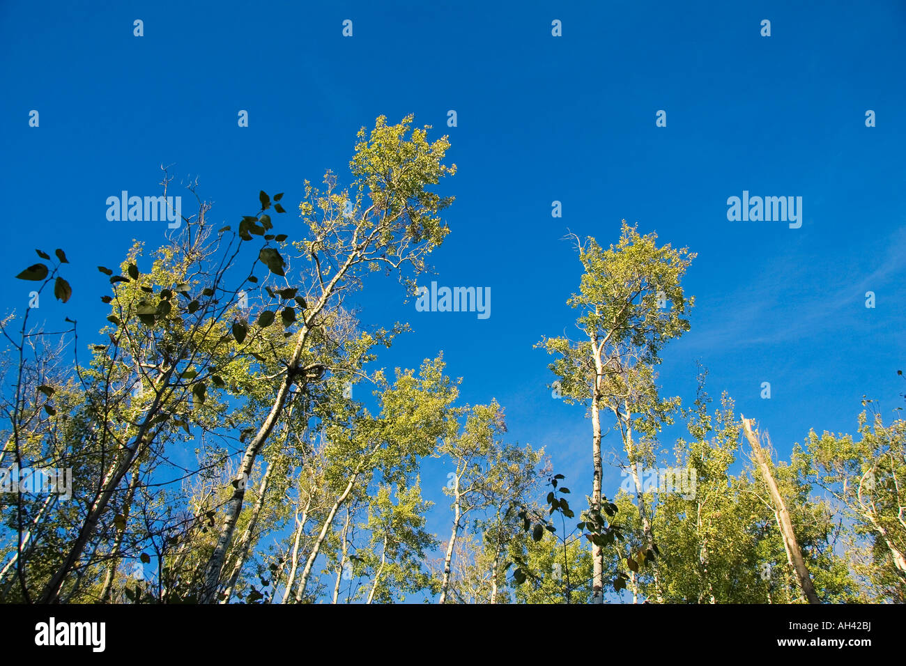 Woodland trees against blue sky Stock Photo - Alamy