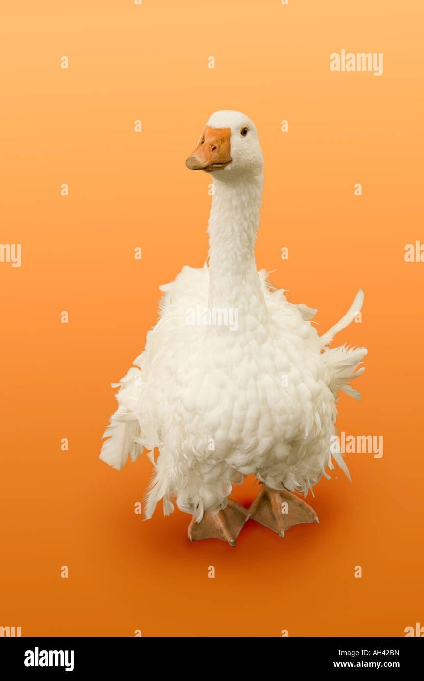 Ruffled Duck Feathers