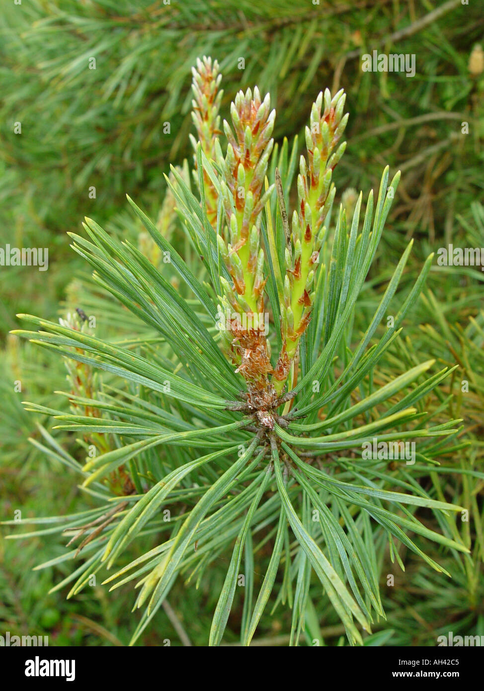 Pinus sylvestris new growth candles needles Scots Pine Stock Photo